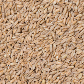 Organic Spelt Grain