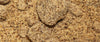 Hazelnut Meal Background