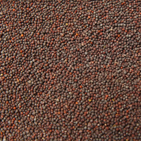 Mustard Seeds (Brown)