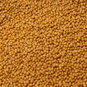 Mustard Seeds (Yellow)