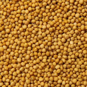 Mustard Seeds (Yellow)